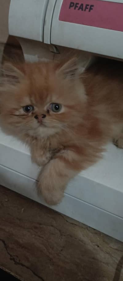 pertion punch face kitten