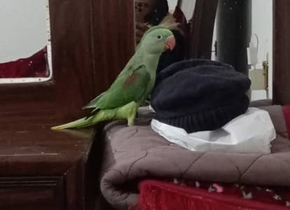 raw parrot