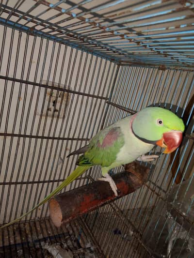 Raw Parrot Male 4.5 years