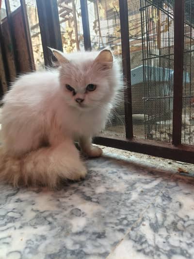 Home Cat For Sale