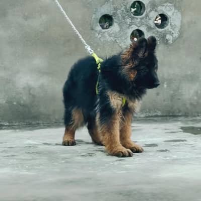 German Shepherd Puppy | German shepherd Long Coat | GSD | pedigreed