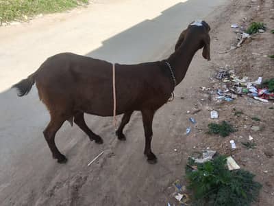 braeder bkri for sale