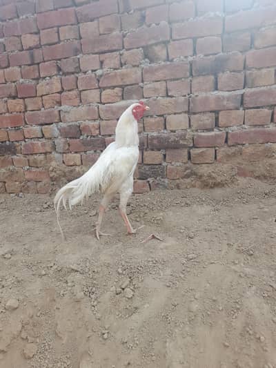 aseel heera active and healthy good quality