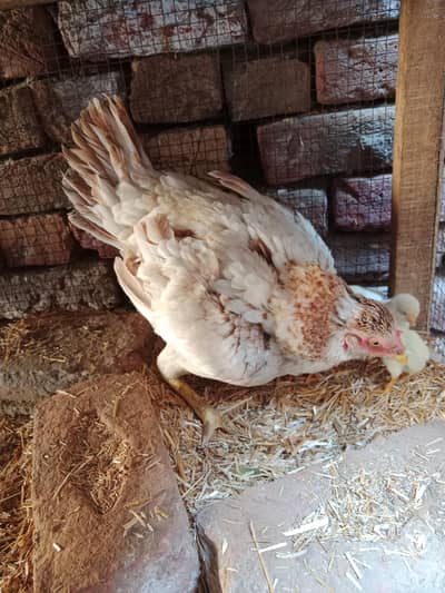 aseel hen with chicks