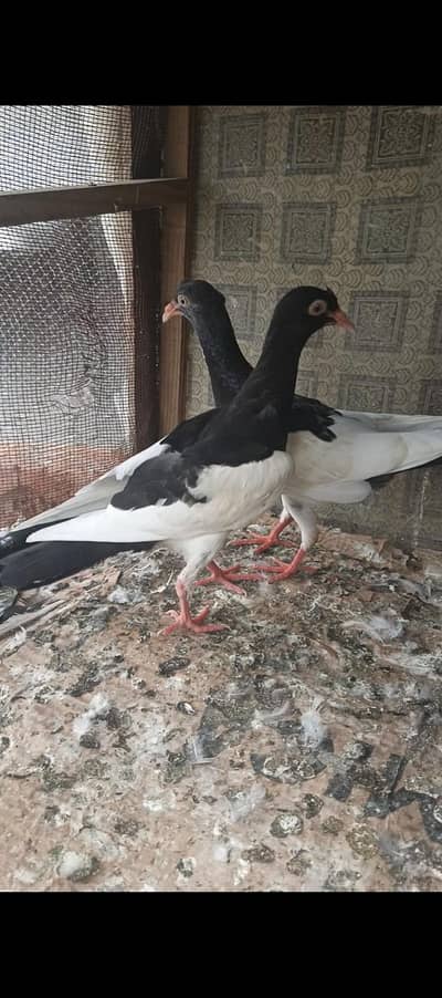 sabz silver israili pathay & jogi pathay for sale