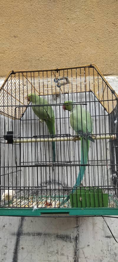 Green parrot pair
