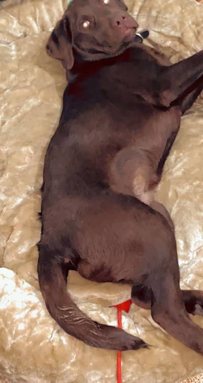 Labrador chocolate male