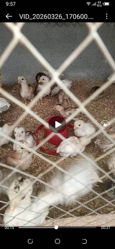 aseel Heera chick sale 03212989467