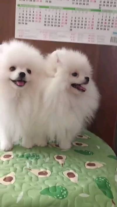 dogs are sale now and active pomeranian puppies dog for sale