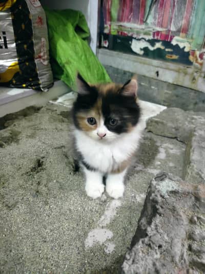 persion kitten for sale