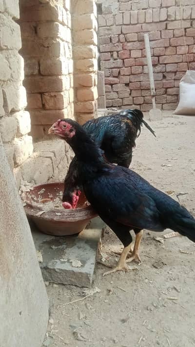 aseel murgiya or murga