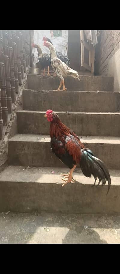 pure jawa murga available hai bara 7000 ma chota 5000 ma discount hoi