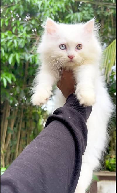 Odd EYes PerSian Cat Double Coated White Colour For UnGent sale
