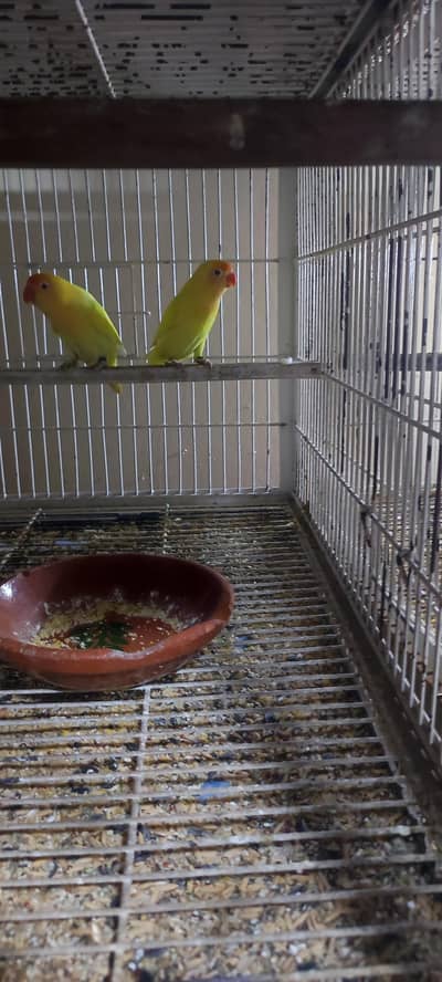 lovebirds breeder setup for sale in Lahore