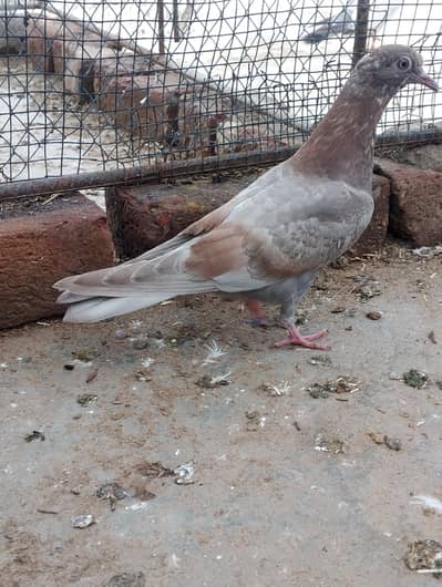 high quality pigeon for sale