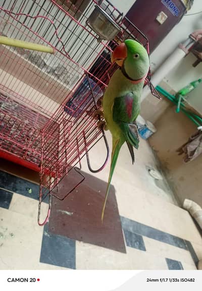 assalamu alaikum yah Mera pas phari parrot hai