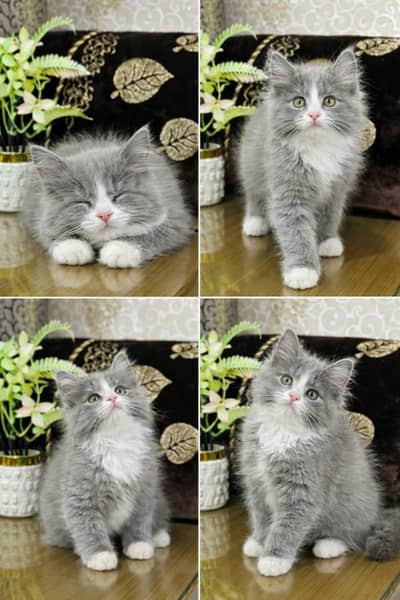 Super Cute Kittens Ready For New Home With Different Prices