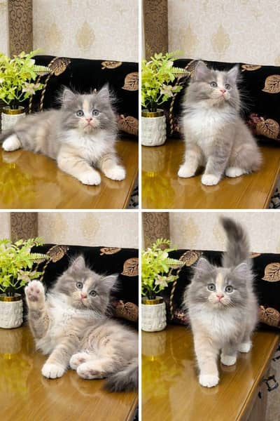 Super Cute Kittens Ready For New Home With Different Prices