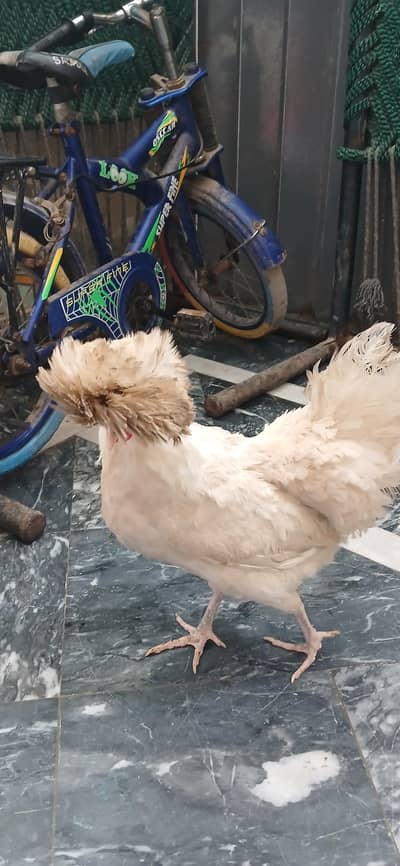 polish hen for sale