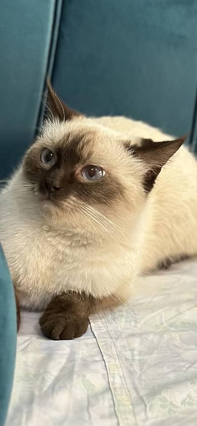White Siamese | Clean & Vaccinated | Looking for New Home