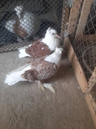 Friil Rad femal bardar  Naqab puch bardar mael