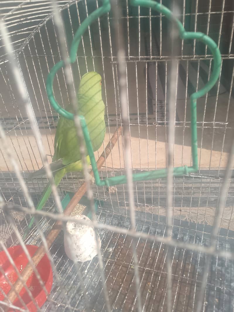 f. mail raw active 6