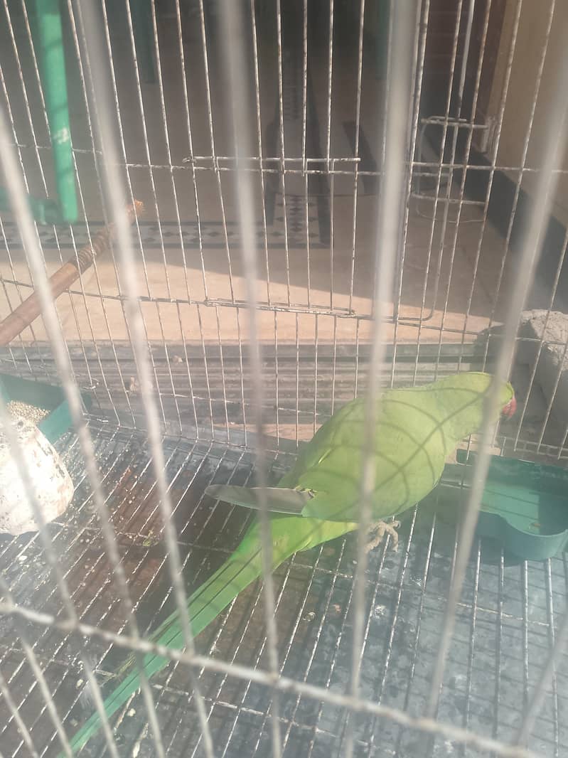 f. mail raw active 7