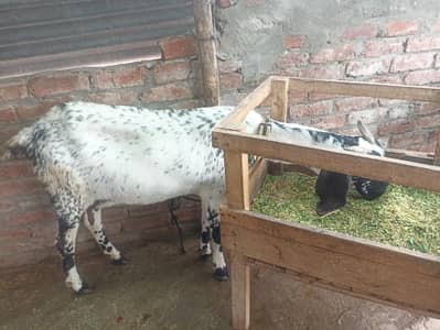 female goats for sale