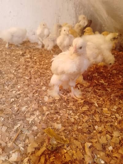 molted bentum set and fancy chiks