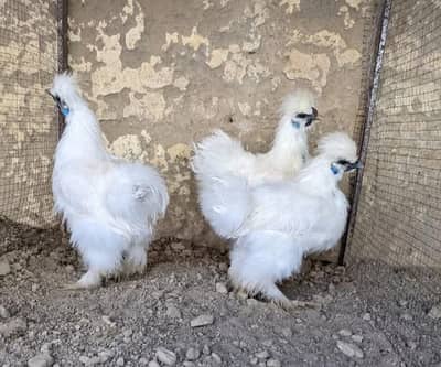 White Silkie Fancy Hens For sale