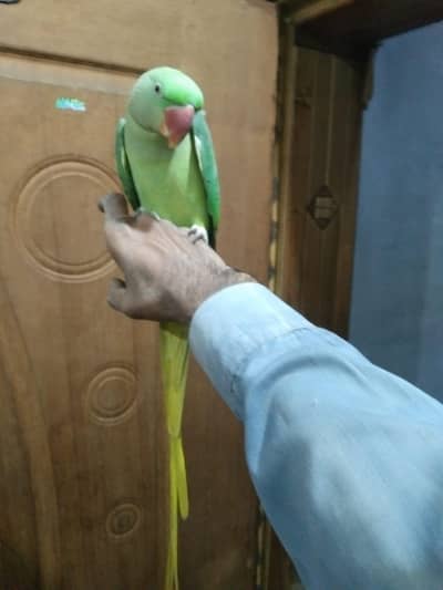 kashmiri raw female hand tame setiye merti ha