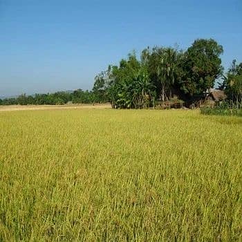 Agricultural Land Available for sale