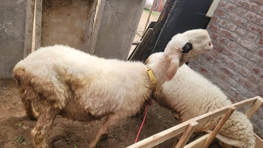 paad or leyla 8 month ka dono 155 good pricre