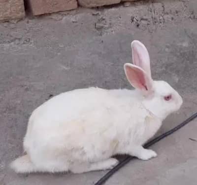 pure white red  eyes