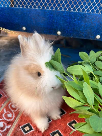 lionhead breeder pair