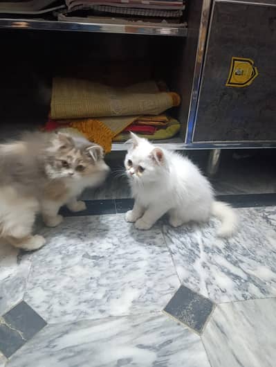 beautiful kitten white color  Persian