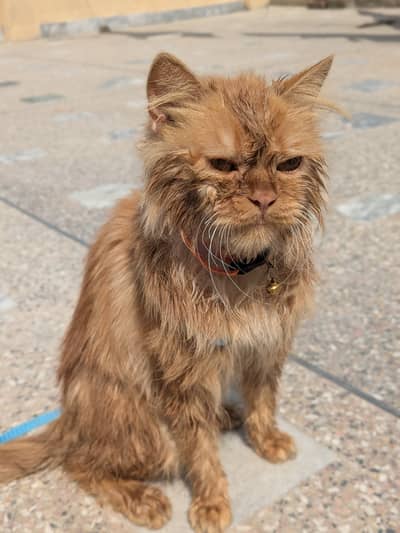 Golden Persian TomCat.