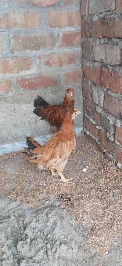 hens for sale