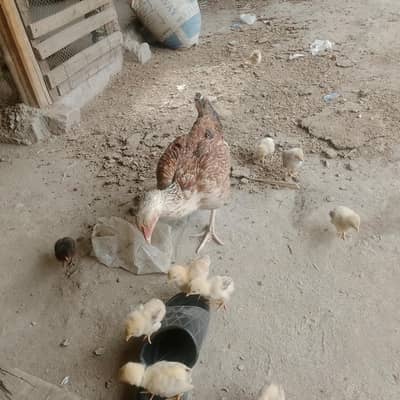 Aseel murgee 10 chicks  price 7 hazar