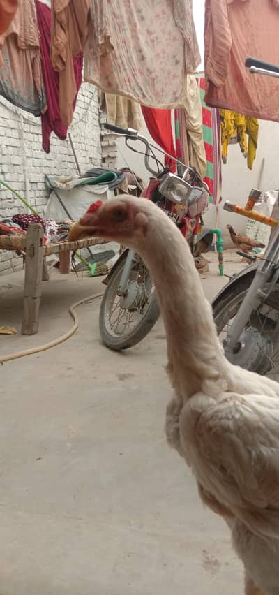 Aseel Heera set  and aseel Hens