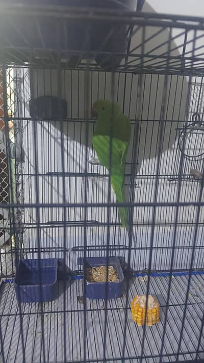 green RingNeck parrot active