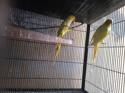 breeder pair gauranteed with history