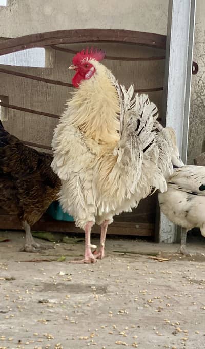 Beautiful White Frizzle Male 10 Months Old Active & Healthy