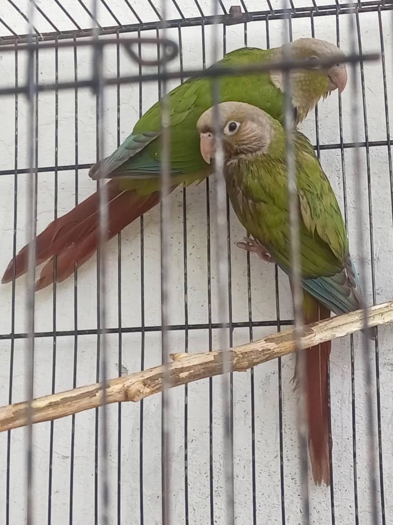 pineapple conure 0