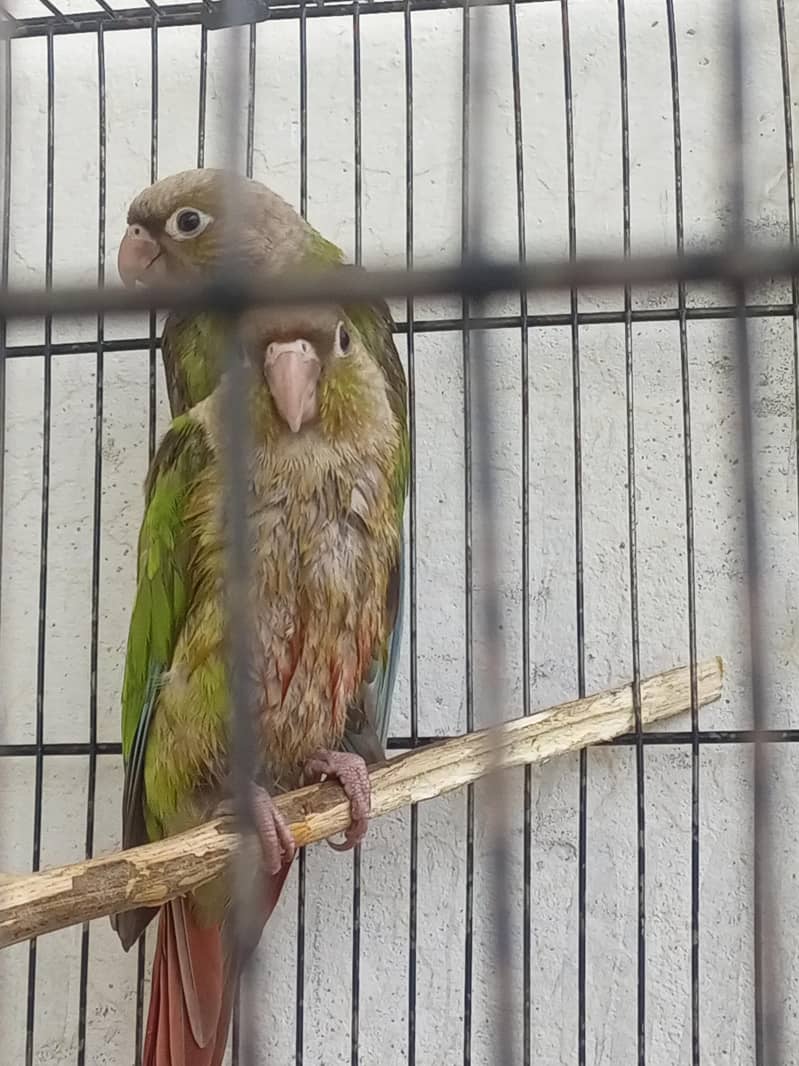 pineapple conure 1