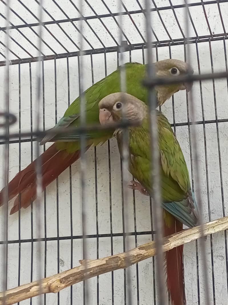 pineapple conure 3