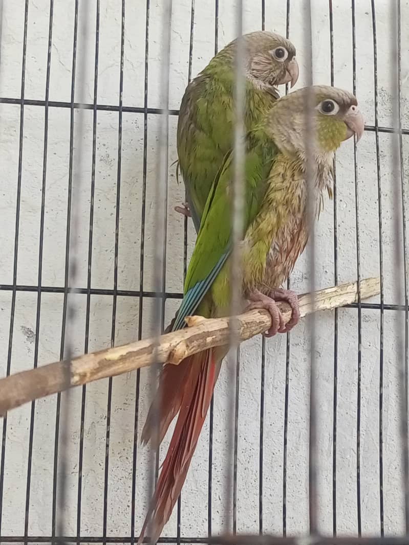 pineapple conure 5