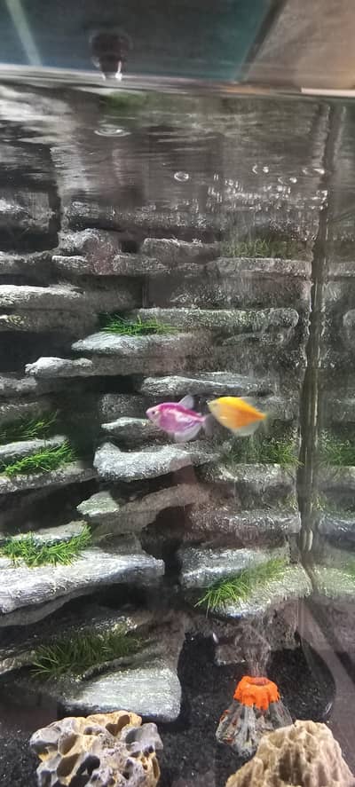 glow tetra, danio zebra, siphon pump, magnetic cleaner