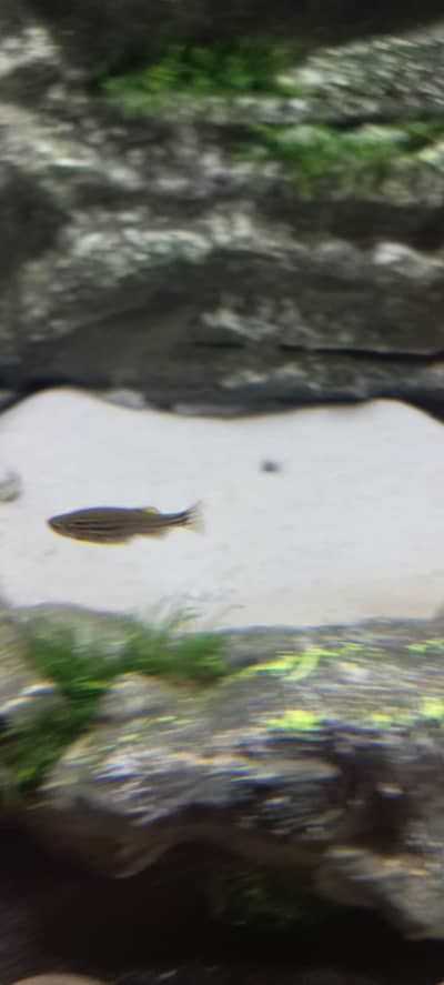 shark, danio zebra, siphon pump, magnetic cleaner