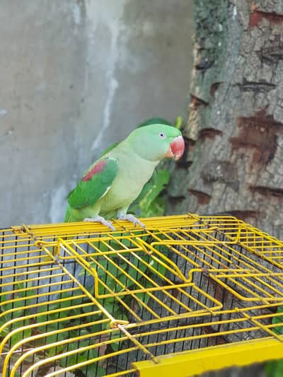 Raw parrot for sale.